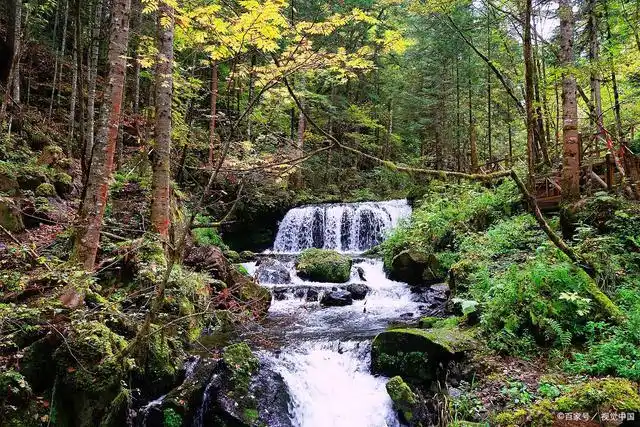 长白山谷底森林
