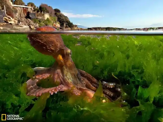 国家地理周精选:好奇的大章鱼