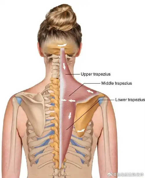 而是【无力】可以先来做个测试:9799上斜方肌——侧屈 耸肩位置下