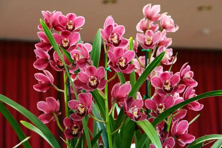 正月里,兰花香,学5式,香远益清!