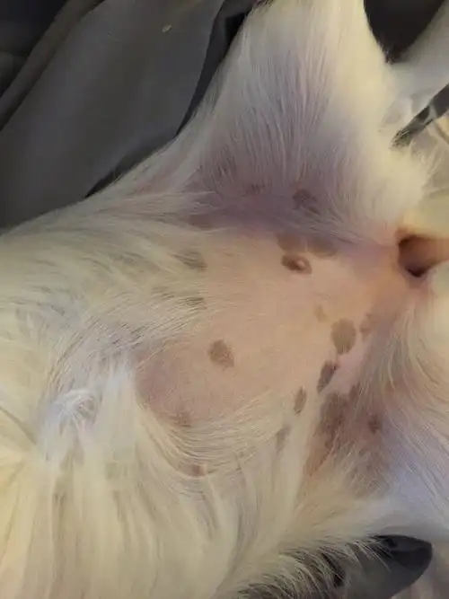 我家狗狗之前肚皮上有两块黑斑.现在六个月大了.