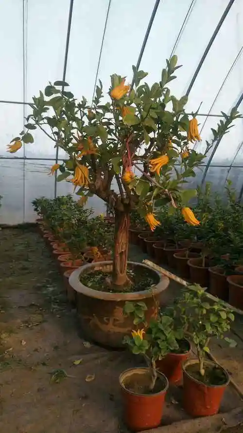 盆栽佛手的栽培管理方法 盆栽佛手的栽培管理方法有哪些
