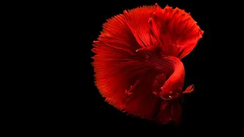 壁纸 美丽的红色鱼,尾巴,黑背景