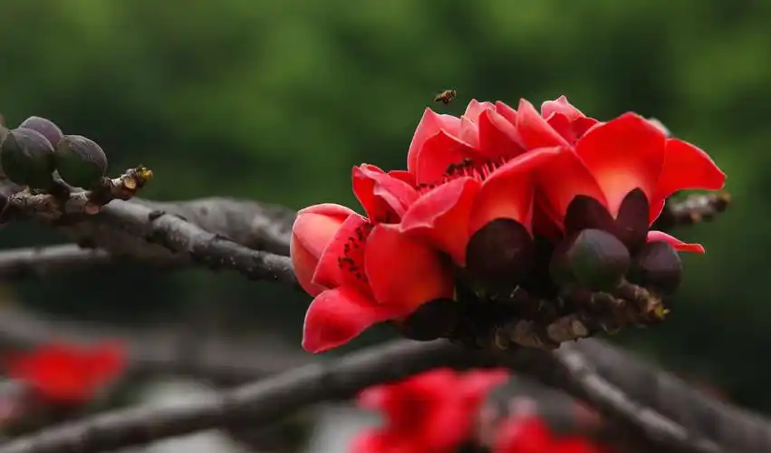 木棉花开红艳艳