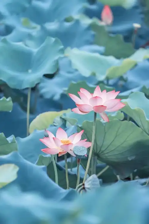 描写夏天雨的唯美句子