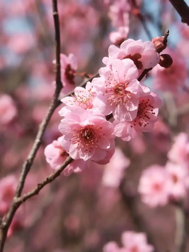 壁纸 花 桌面 1440_1920 竖版 竖屏 手机