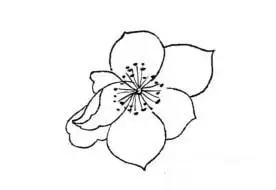 书画联盟丨杏花白描教程赶紧收藏起来