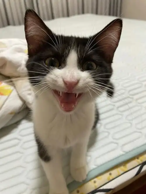 奶凶奶凶的奶牛猫