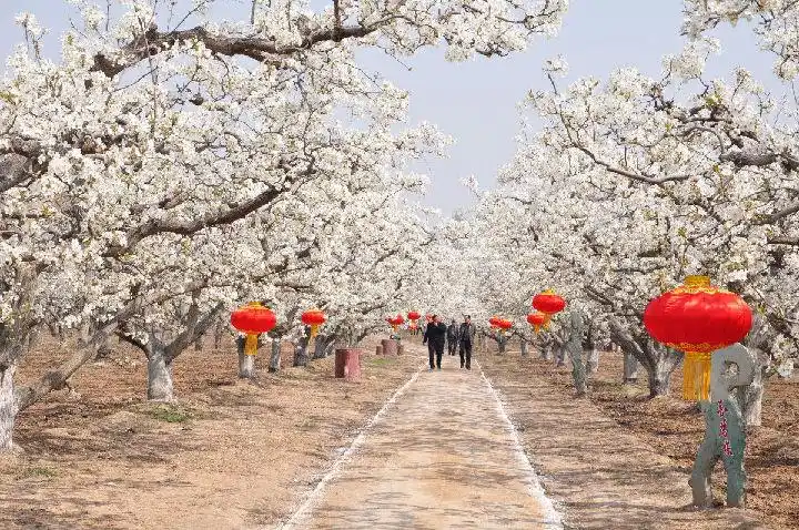 "2018山东好时节61烟台人游烟台"走进莱阳濯村-烟台旅游-烟台旅游