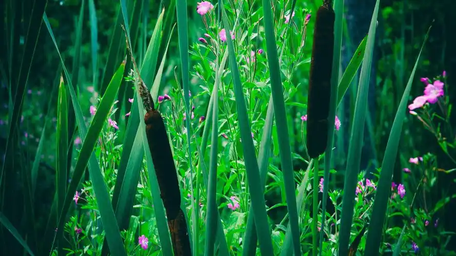 护眼壁纸【108】(小清新静态壁纸) - 静态壁纸下载 - 元气壁纸