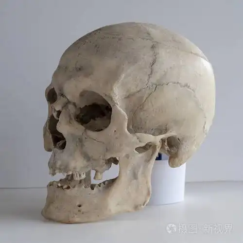 解剖真实的人类头骨特写镜头角度视图四分之三