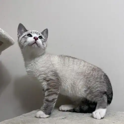 英短x美短山猫纹弟弟