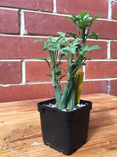 一般可以将七宝树盆栽进行养殖,摆放在窗台或者书桌上.