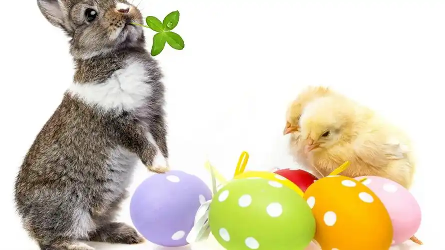 软萌可爱的小兔子图片桌面壁纸