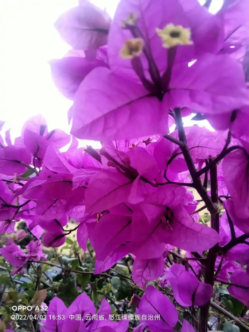 春暖花开奔你而来 ,美丽的风景无处不在 ,愿所有美好不期而遇 - 抖音