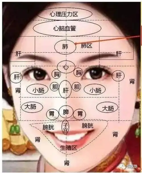 全息面诊-面部反射区域大全