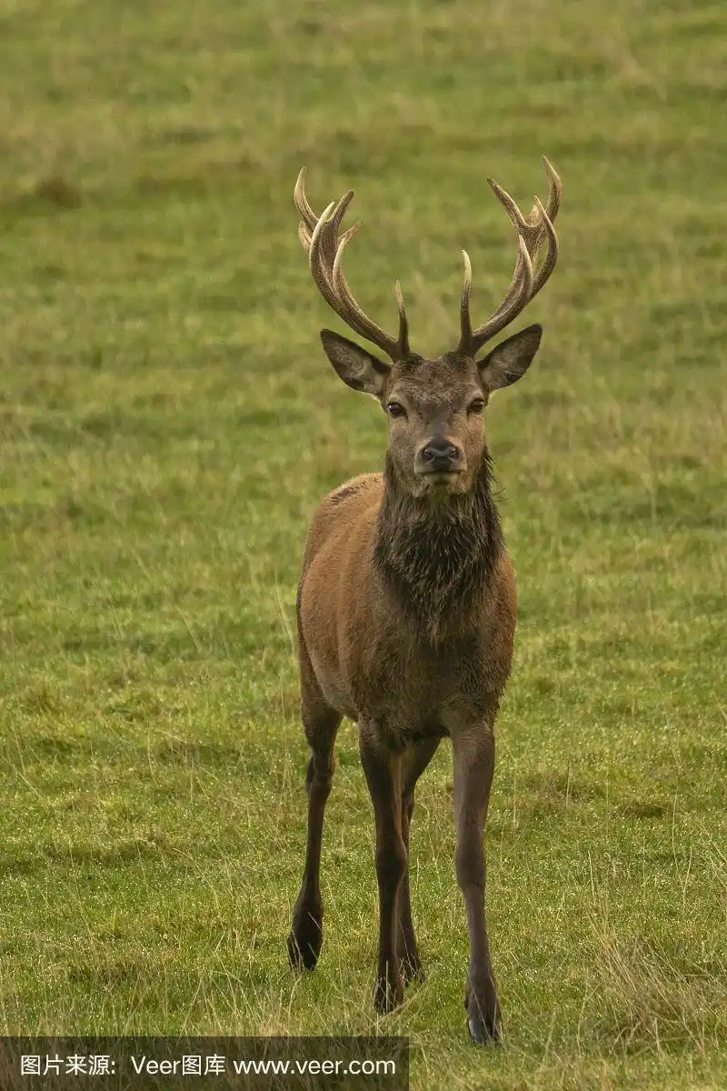 英国苏格兰野地中的雄马鹿