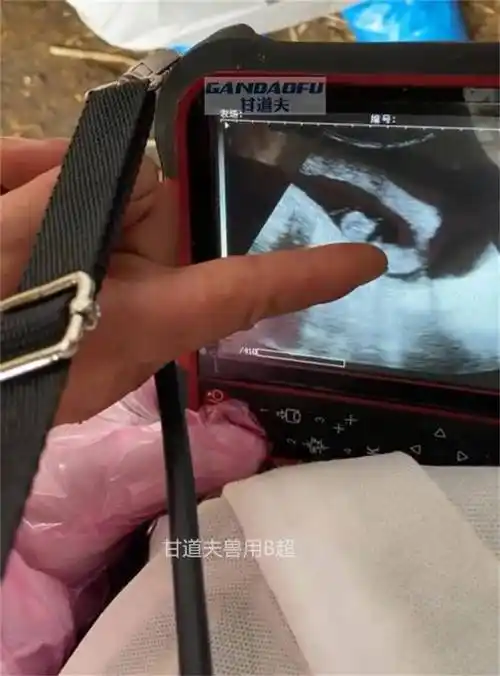 驴用b超检测驴怀孕方法步骤教程