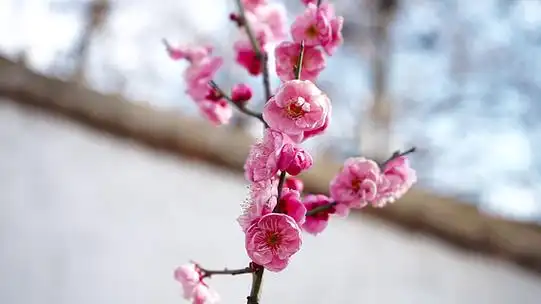 实拍春季风景唯美梅花开放