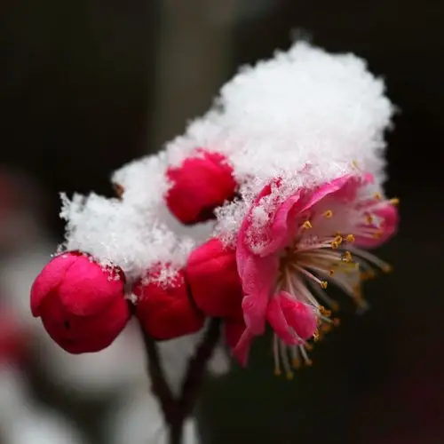 傲雪红梅