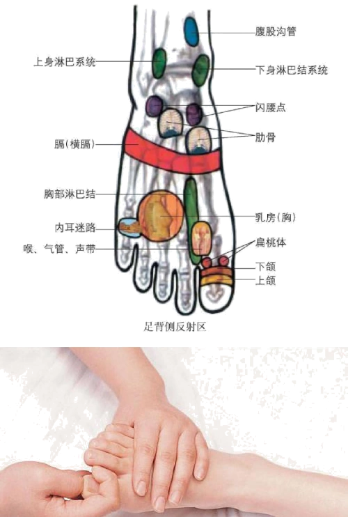 10足背侧反射区09火烧连营:中指,食指关节按压脚底穴位,能够缓解胸闷