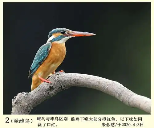 雌翠鸟与雄鸟区别,雌鸟下喙大部分橙红色,下喙如同涂上口红.