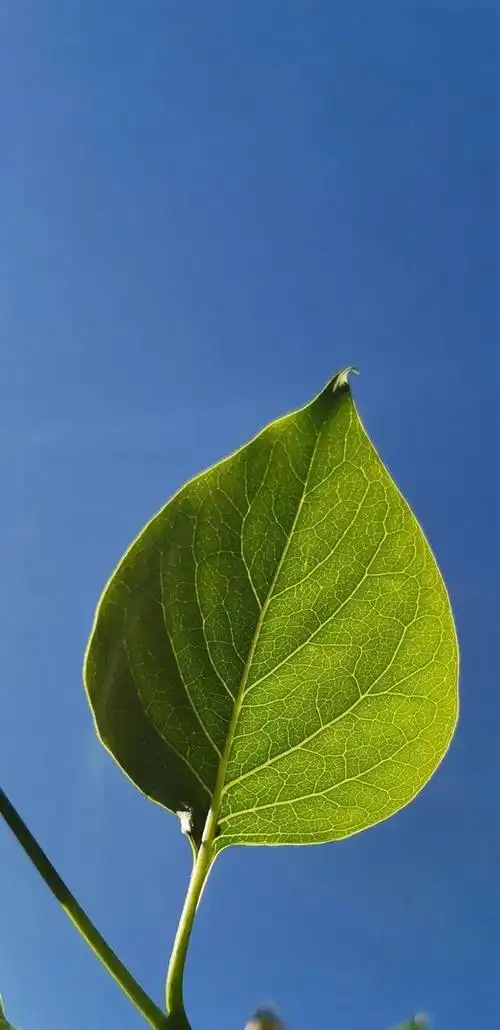 绿色是整个夏天的主打色,自然清新的绿色植物围绕在我们周围,散发着