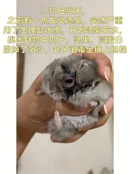 小仓鼠眼睛发炎恢复全记录
