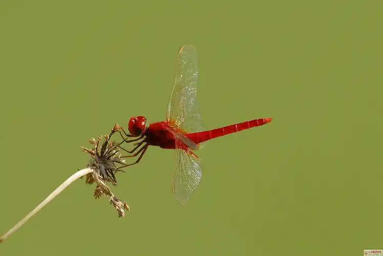 【美图】倒立的蜻蜓