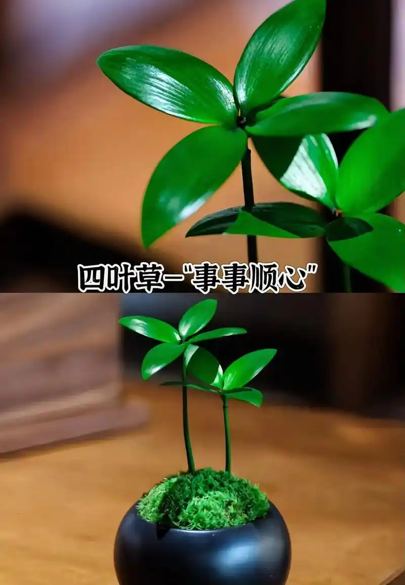 四叶草—好运连绵!