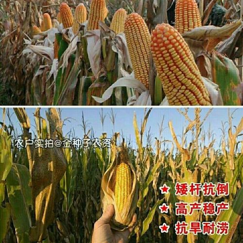 矮大棒/沈玉21大田种植杂交玉米种子基地 高产大穗抗病国审玉米 先优