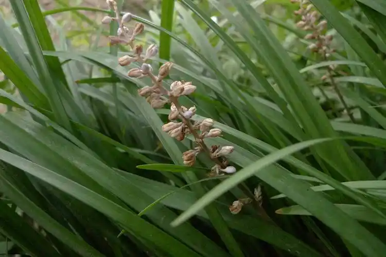 我见到的山东本土植物和园林栽培植物(306)短莛山麦冬?