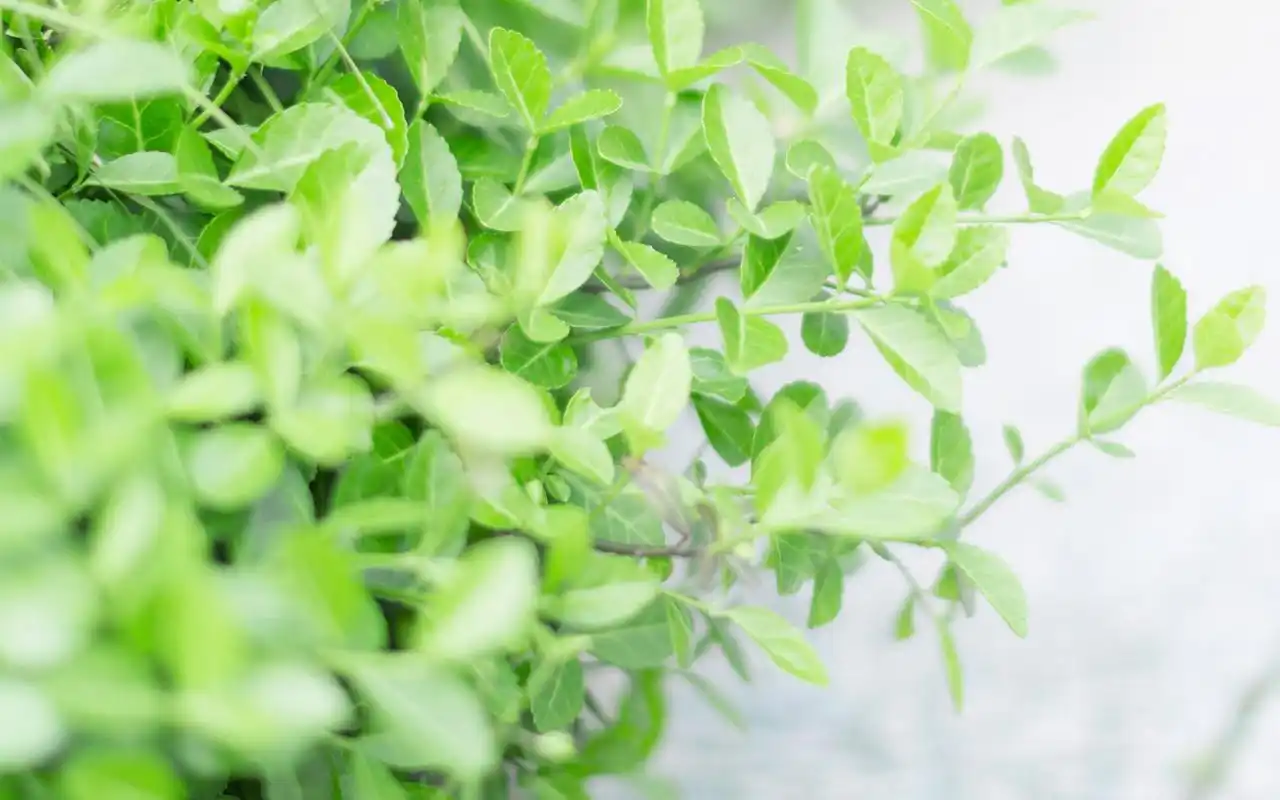 绿色护眼小清新高清桌面壁纸图片