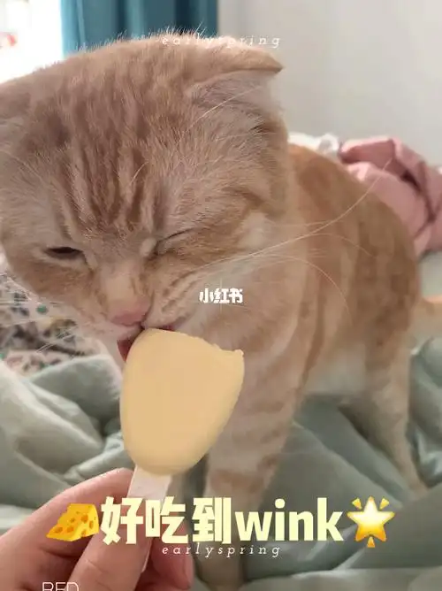 吃奶酪吃到wink