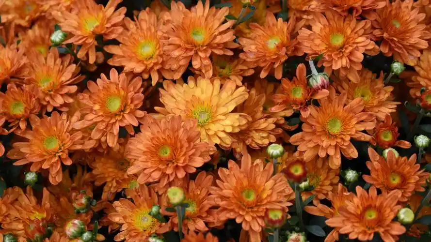 橙色的花,水滴 壁纸