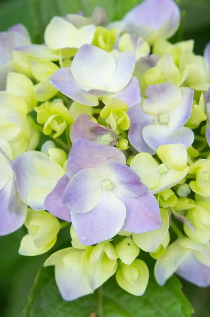 绣球花花瓣,初夏的一缕淡绿色的水壶