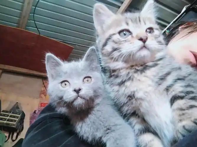 出小猫蓝猫串串猫妈妈是抓老鼠能手