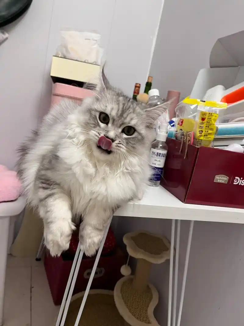 缅因串银渐层,到今天正好5个月了 小时候真的萌翻我,唯一苦恼的就是