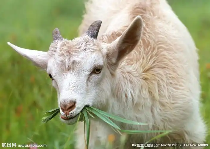 山羊摄影图__家禽家畜_生物世界_摄影图库_昵图网nipic.com