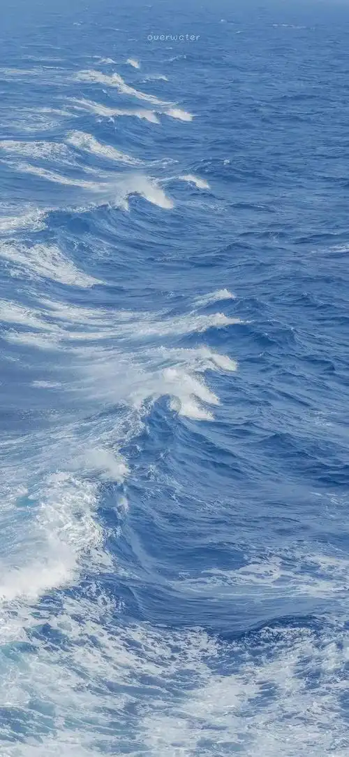 壁纸 动物 海洋动物 桌面 640_1385 竖版 竖屏 手机