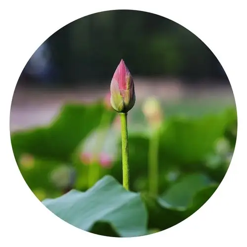 来生愿做一朵莲