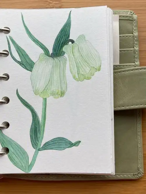 水彩画打卡day33贝母花