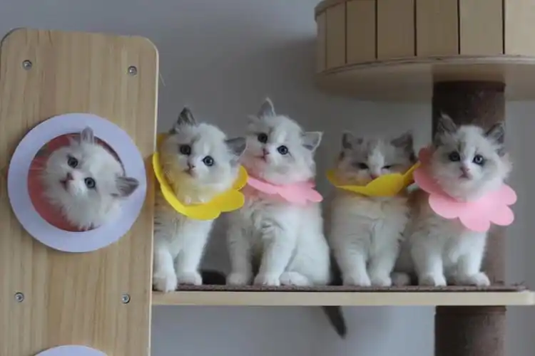 口水猫咪四片伊丽莎白美容可爱宠物舔猫圈不防太阳花项圈