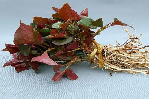 鱼腥草有什么副作用鱼腥草的功效