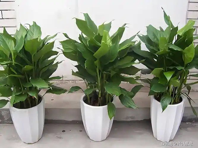 全面解读盆景万年青的养护秘籍