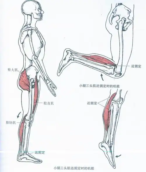 比目鱼肌(soleus)