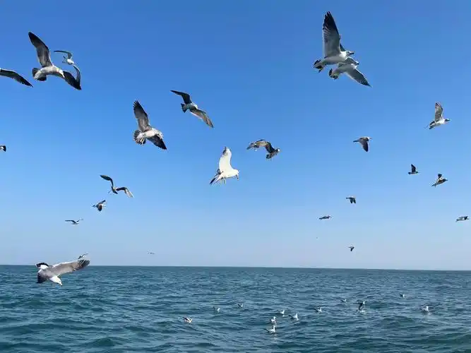 海鸥和蓝天治愈的蓝天治愈的大海
