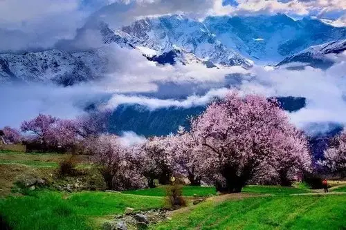 为什么很多人不远千里跑去西藏看桃花