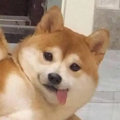 求一张柴犬扭头吐舌头的表情包/头像,超超超级可爱(找到了!