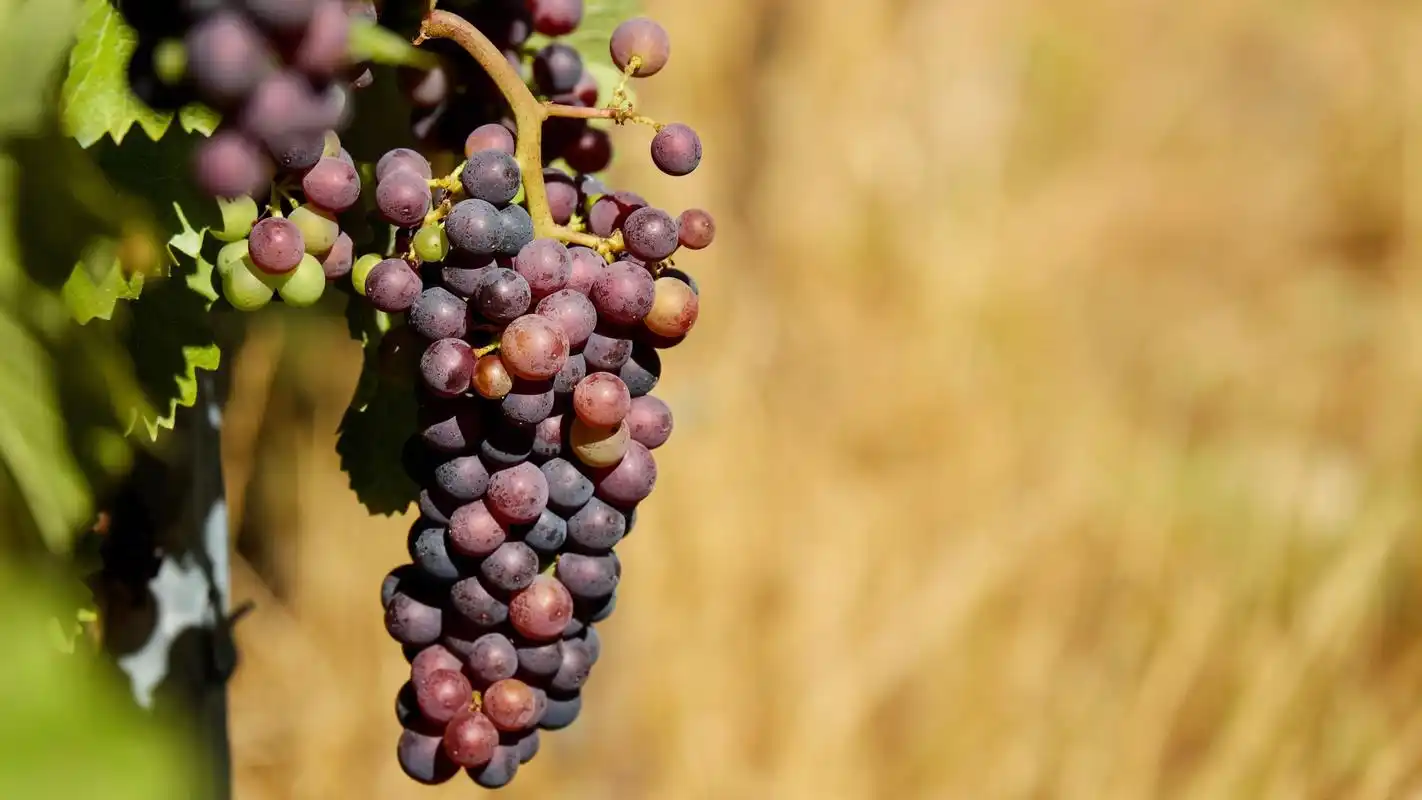 甜美紫葡萄唯美高清桌面壁纸